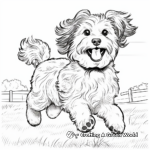 Havanese in Action: Running, Playing, Jumping 2