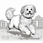 Havanese in Action: Running, Playing, Jumping 3