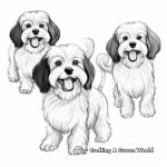 Havanese in Different Poses Coloring Pages 1
