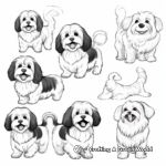 Havanese in Different Poses Coloring Pages 3