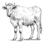 Highly Detailed Brahman Cow Coloring Pages for Adults 4