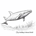 Humpback Whale Migration Coloring Pages 3