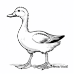 Indian Runner Duck Coloring Pages 2