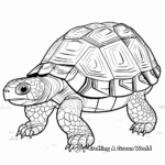 Indian Star Tortoise Coloring Pages for Children 1
