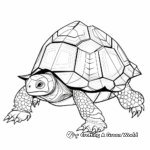 Indian Star Tortoise Coloring Pages for Children 2