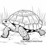 Indian Star Tortoise Coloring Pages for Children 4