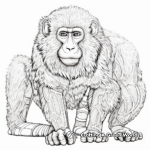 Intricate Adult Baboon Coloring Pages 3