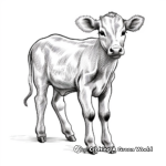 Jersey Cow Breeds Coloring Pages 1
