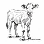 Jersey Cow Breeds Coloring Pages 3