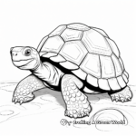 Large Tortoise Coloring Pages 2