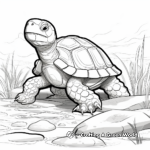 Large Tortoise Coloring Pages 4