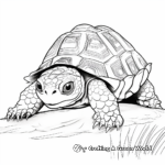 Leopard Tortoise Coloring Pages for Kids 1