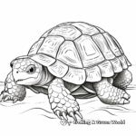 Leopard Tortoise Coloring Pages for Kids 2