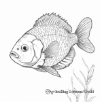 Lifelike Bluegill Coloring Pages 1
