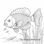 Lifelike Bluegill Coloring Pages 2