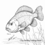 Lifelike Bluegill Coloring Pages 4