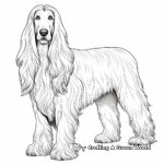 Long-Haired Afghan Hound Coloring Pages 1