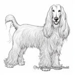 Long-Haired Afghan Hound Coloring Pages 4