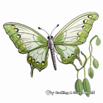 Luna Moth Life Cycle Coloring Pages 4