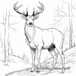 Majestic Bull Elk Coloring Pages 2