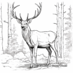 Majestic Bull Elk Coloring Pages 3