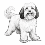 Majestic Full-Grown Havanese Coloring Pages 4