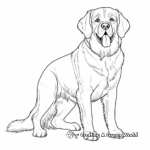 Majestic St Bernard Dog Coloring Pages 1