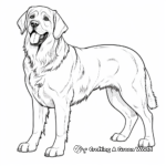 Majestic St Bernard Dog Coloring Pages 3