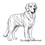 Majestic St Bernard Dog Coloring Pages 4