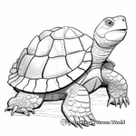 Malabar Coast Tortoise Shell Coloring Pages 2