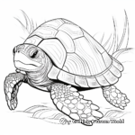 Malabar Coast Tortoise Shell Coloring Pages 3