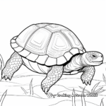 Radiated Tortoise from Madagascar Coloring Sheets 1