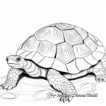 Radiated Tortoise from Madagascar Coloring Sheets 4