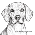 Realistic Beagle Head Coloring Sheets 1