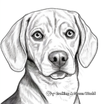Realistic Beagle Head Coloring Sheets 3