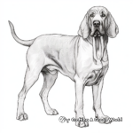 Realistic Bloodhound Coloring Pages for Adults 2