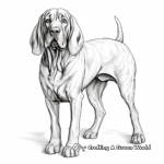 Realistic Bloodhound Coloring Pages for Adults 3
