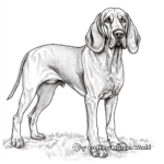 Realistic Bloodhound Coloring Pages for Adults 4