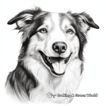 Realistic Border Collie Portrait Coloring Pages for Adults 4
