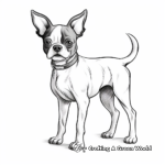 Realistic Boston Terrier Coloring Pages for Adults 1