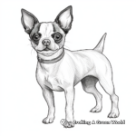Realistic Boston Terrier Coloring Pages for Adults 2