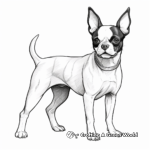 Realistic Boston Terrier Coloring Pages for Adults 3