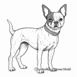 Realistic Boston Terrier Coloring Pages for Adults 4