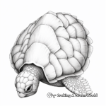 Realistic Green Sea Turtle Shell Coloring Pages 3