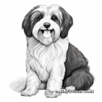 Realistic Havanese Coloring Pages 2