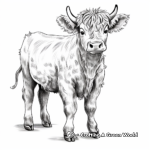 Realistic Highland Cow Coloring Pages 2