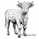 Realistic Highland Cow Coloring Pages 3