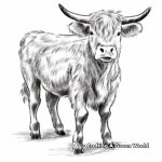 Realistic Highland Cow Coloring Pages 4