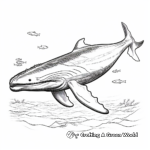 Realistic Humpback Whale Coloring Pages 1