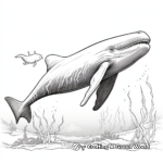 Realistic Humpback Whale Coloring Pages 3